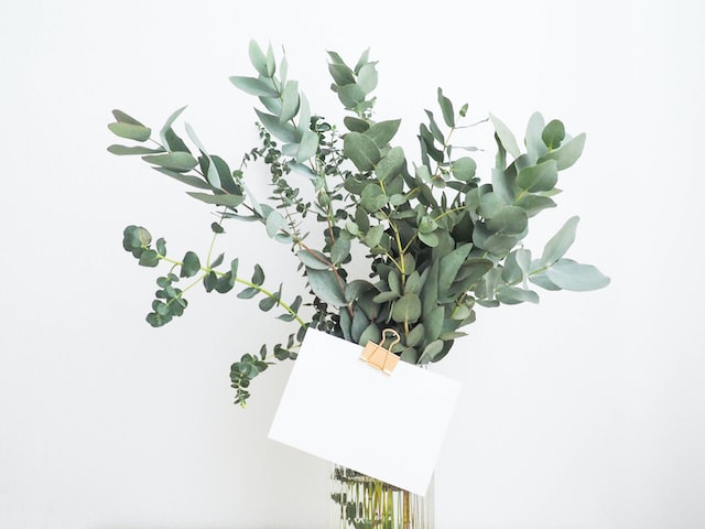helena-hertz-K0FidtcDQik-unsplash